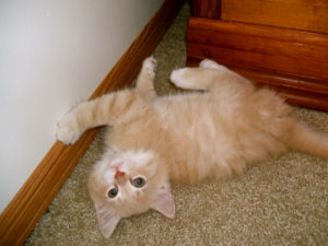 Goodbye, Kitty.