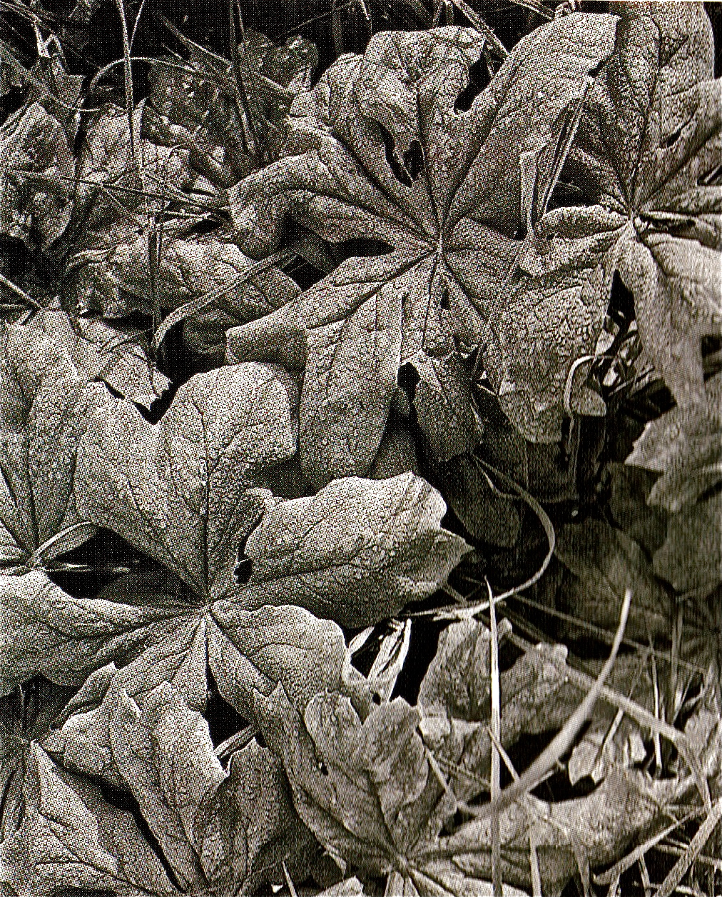 Mayapples in the early morning dew along the AT near the Sarver ruins. May 1991.